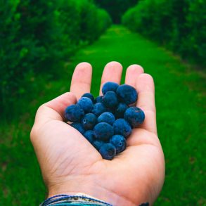 person holding blue berries during daytime